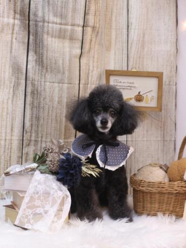 20241012ラムくん